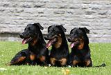 BEAUCERON 782